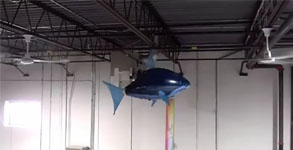 Air Swimmer Shark Hitting Ceiling Fan